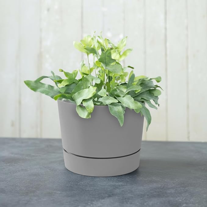Root & Vessel Majestic Mid-Century Modern Low Profile Cylinder Pot, Matte Gray - Image 3