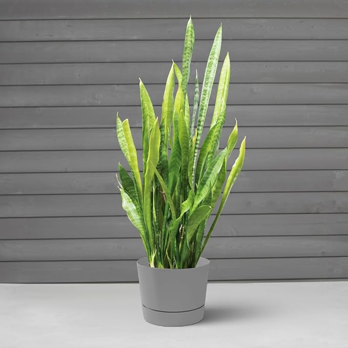 Root & Vessel Majestic Mid-Century Modern Low Profile Cylinder Pot, Matte Gray - Image 4