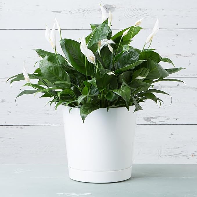 Novelty Majestic Full Depth Cylinder Pot, Glossy White - Image 5
