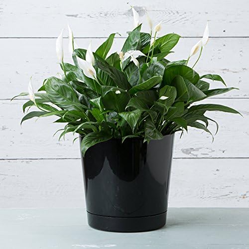 Novelty Majestic Full Depth Round Cylinder Pot, Glossy Black - Image 4