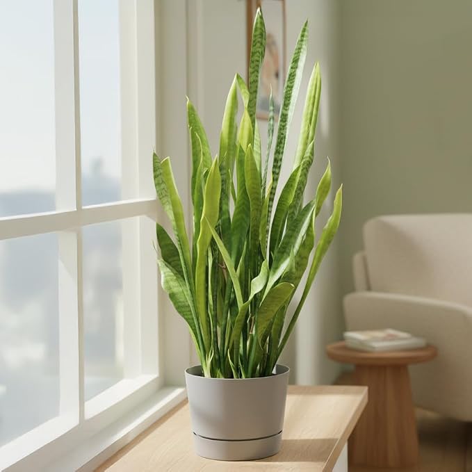 Root & Vessel Majestic Mid-Century Modern Low Profile Cylinder Pot, Matte Gray - Image 2