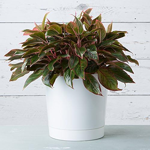 Root & Vessel Majestic Full Depth Cylinder Pot, Glossy White - Image 5
