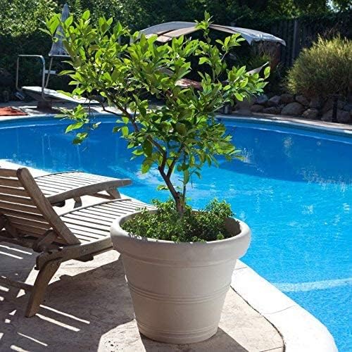 Crescent Garden Brunello Classic Gray Rolled Rim Planter Pot, Lightweight - Image 6