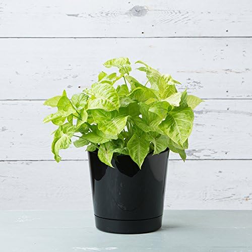 Novelty Root & Vessel Majestic Full Depth Round Cylinder Pot, Glossy Black - Image 4
