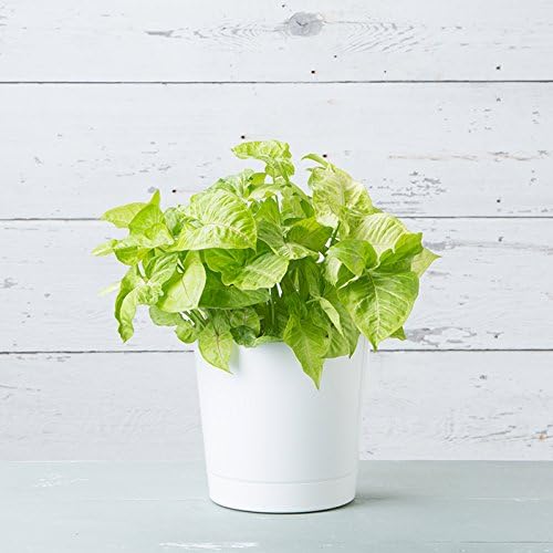 Novelty Majestic Full Depth Cylinder Pot, Glossy White - Image 5