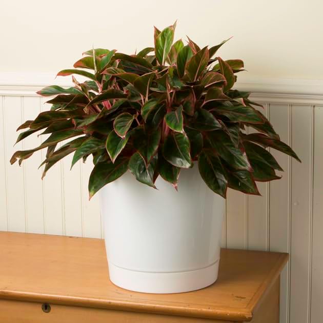 Novelty Majestic Full Depth Cylinder Pot, Glossy White - Image 7