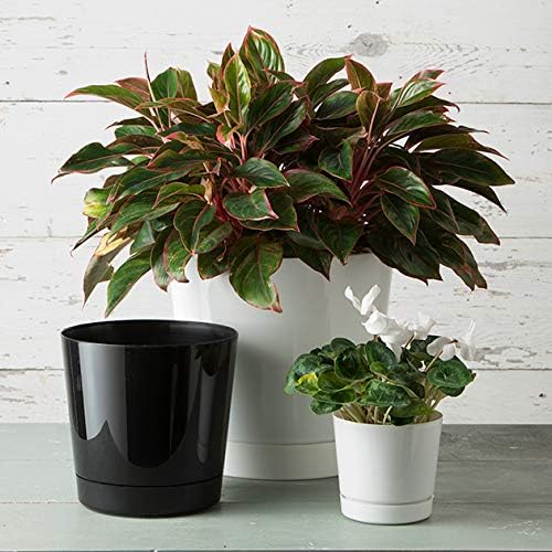 Novelty Root & Vessel Majestic Full Depth Round Cylinder Pot, Glossy Black - Image 6
