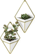 Umbra Trigg Hanging Planter for Small Plants by Umbra