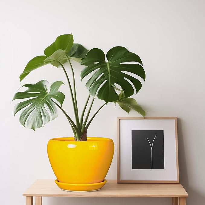 Ceramicfor Ceramic Pot for Plants - Image 8