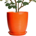 10 Inch Plant Pot, Ceramic Planters by EPFamily