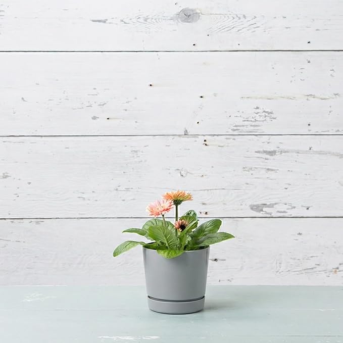 Root & Vessel Majestic Full Depth Round Cylinder Pot, Glossy Gray - Image 2