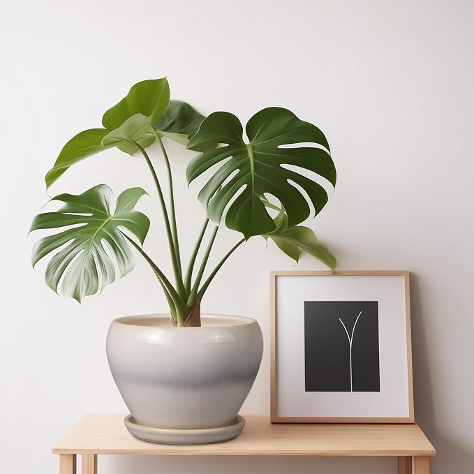 Ceramicfor Planter Pot 6 Inch - Image 7