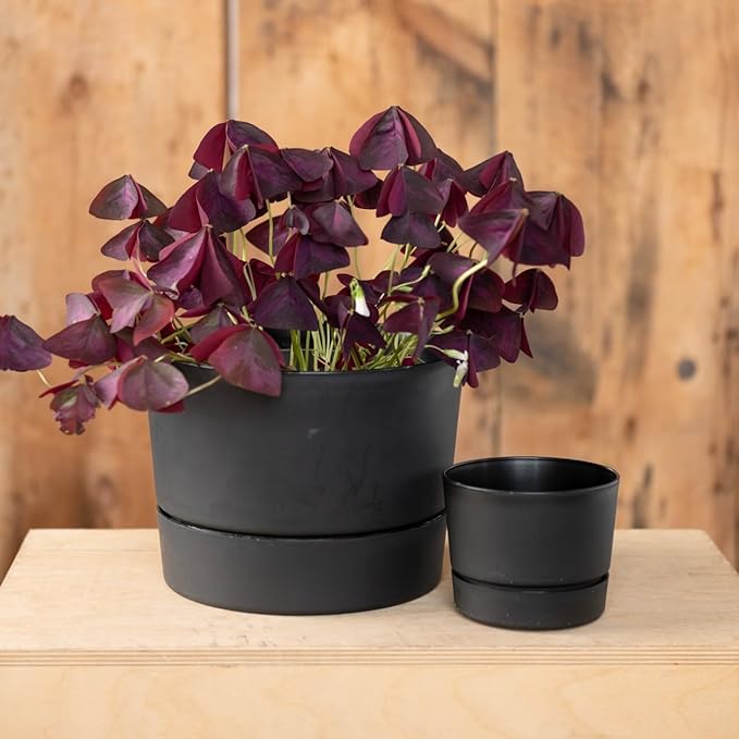 Root & Vessel Majestic Mid-Century Modern Low Profile Cylinder Pot, Matte Black - Image 3