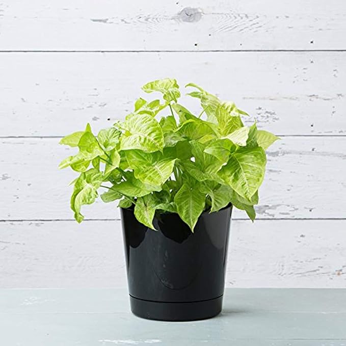 Root & Vessel Majestic Full Depth Round Cylinder Pot, Glossy Black - Image 3