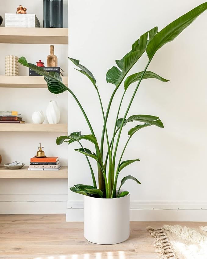 LE TAUCI 12 Inch Pot for Plants, Ceramic Planters for Indoor Plants, - Image 8