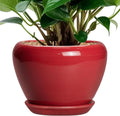 Ceramicfor 6 Inch Plant Pot by Ceramicfor
