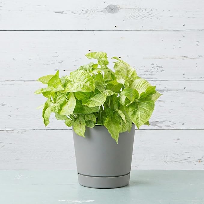 Root & Vessel Majestic Full Depth Round Cylinder Pot, Glossy Gray - Image 2