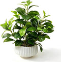 Artificial Peperomia Plants 16” Tall Lifelike Faux Greenery in 6” White Ribbed by Ewtogift