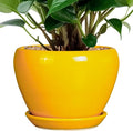 Ceramicfor Ceramic Pot for Plants by Ceramicfor