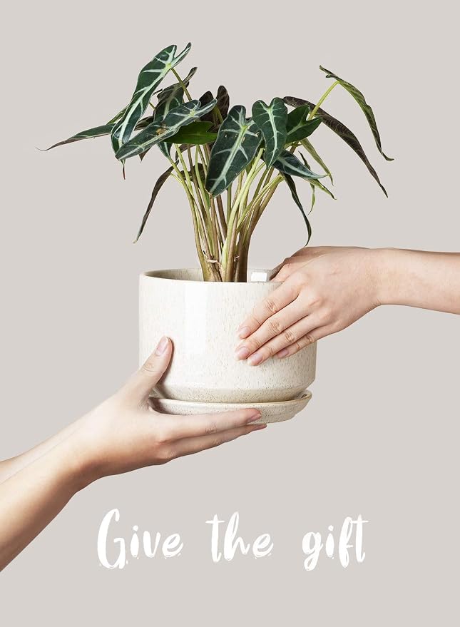 LE TAUCI Ceramic Plant Pots, 4.3+5.3+6.8 inch, Planters - Image 6