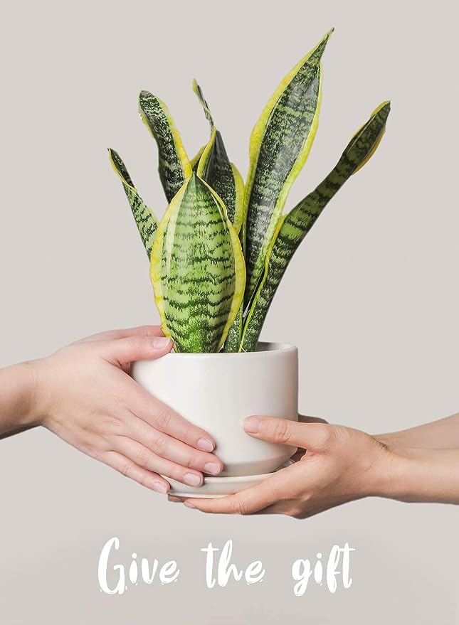 LE TAUCI Ceramic Pots for Plants, 4.3+5.3+6.8 Inch Plant Pots, Indoor Planters - Image 5