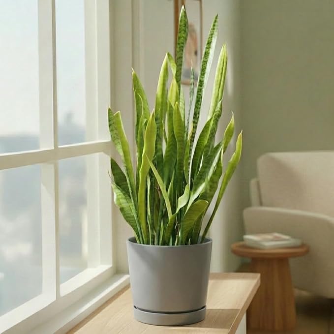 Root & Vessel Majestic Full Depth Round Cylinder Pot, Glossy Gray - Image 4