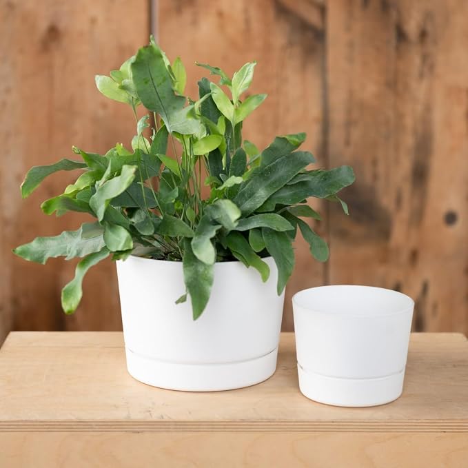 Root & Vessel Majestic Mid-Century Modern Low Profile Cylinder Pot, Matte White - Image 3