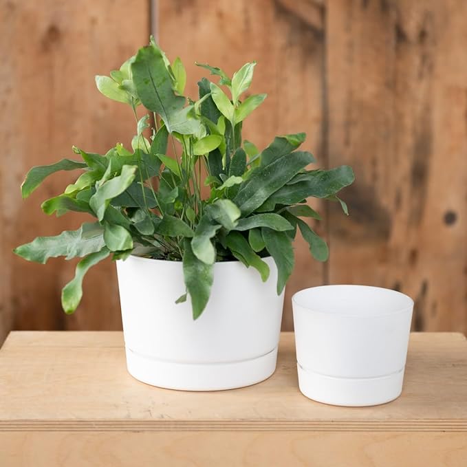 Root & Vessel Majestic Mid-Century Modern Low Profile Cylinder Pot, Matte White - Image 3