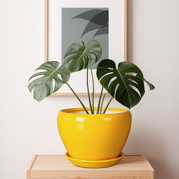 Ceramicfor Ceramic Planter - Image 7