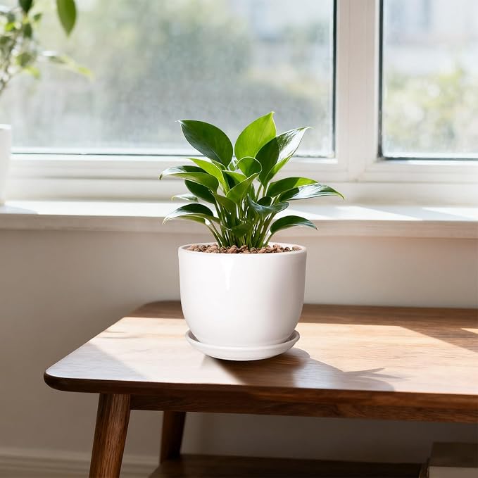 Ceramic Plant Pots, Ceramic Planter - Image 3