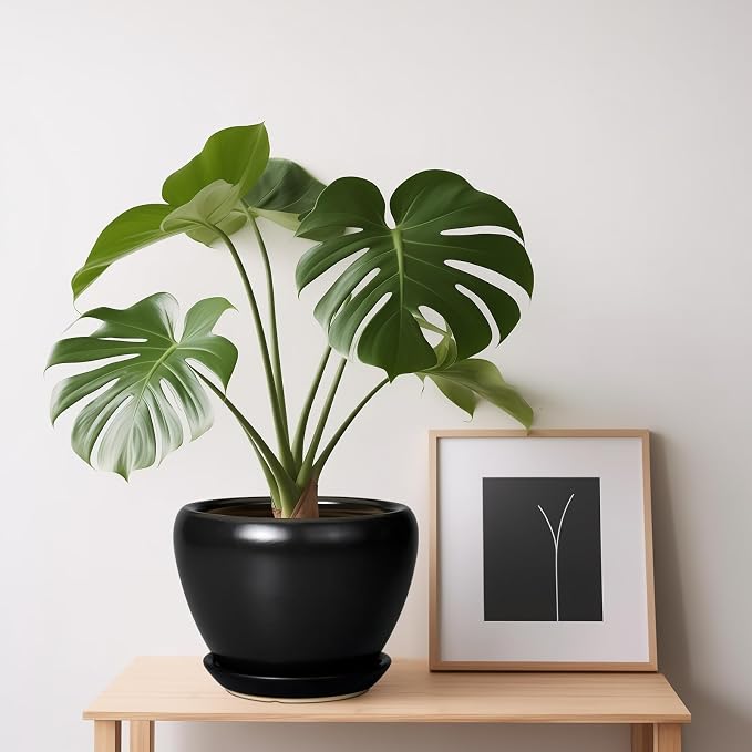 Ceramicfor Ceramic Planter Pot - Image 7
