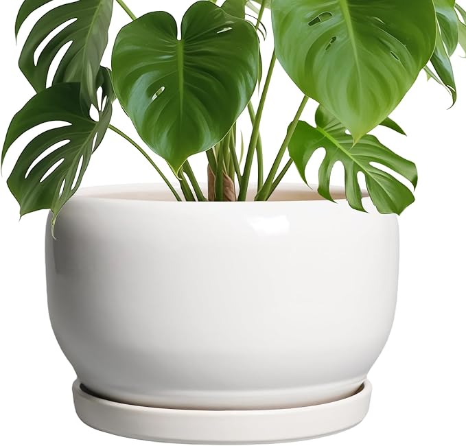 SQOWL Ceramic Pot for Plants by SQOWL