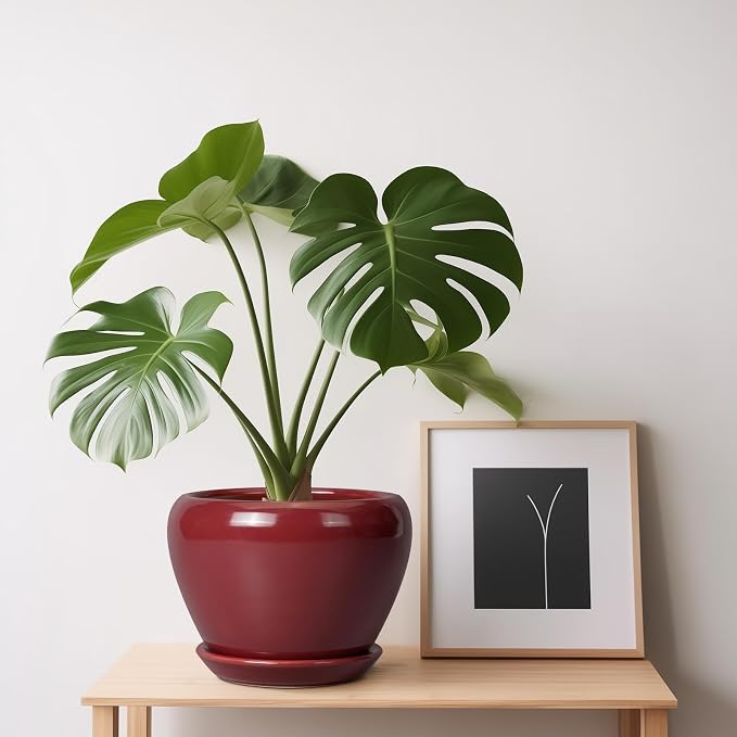 Ceramicfor Ceramic Pot for Plants - Image 8