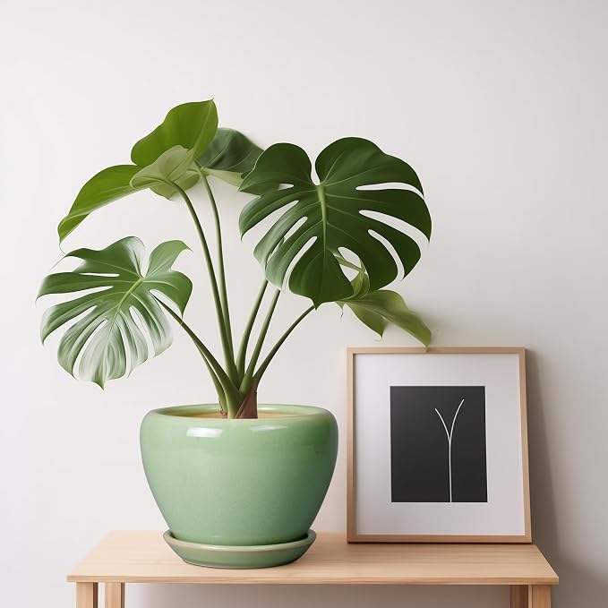 Ceramicfor 6 Inch Plant Pot - Image 8