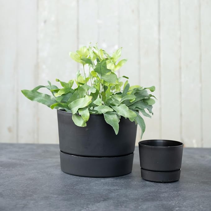 Root & Vessel Majestic Mid-Century Modern Low Profile Cylinder Pot, Matte Black - Image 4