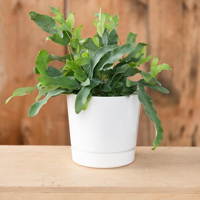 Novelty Majestic Full Depth Round Cylinder Pot, Glossy White - Image 2