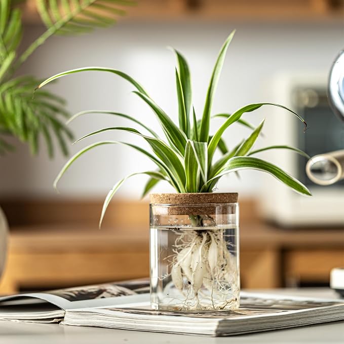 Glass Plant Propagation Stations - Image 4