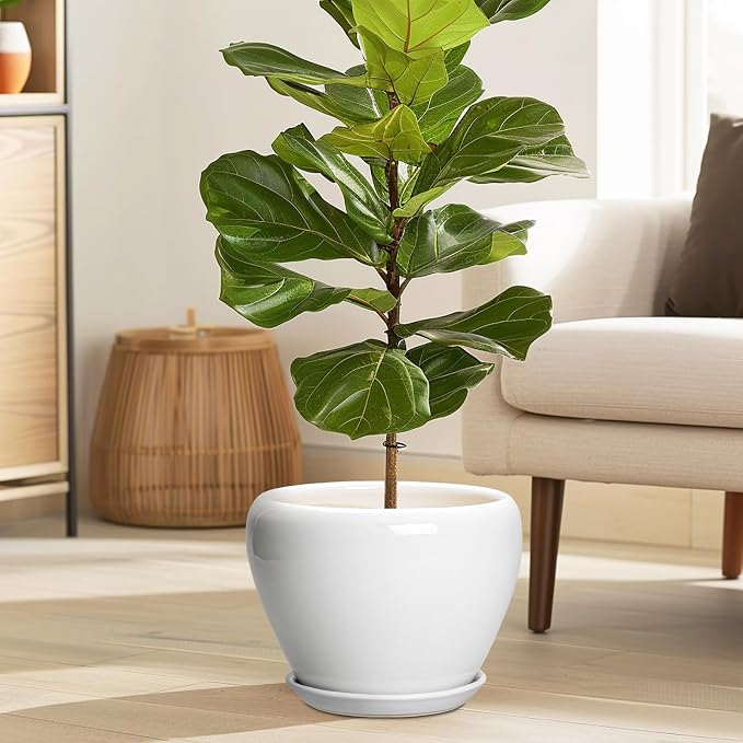 Ceramicfor Ceramic Pot for Plants, 8 Inch Planter, Glossy White | Plant Pot - Image 2