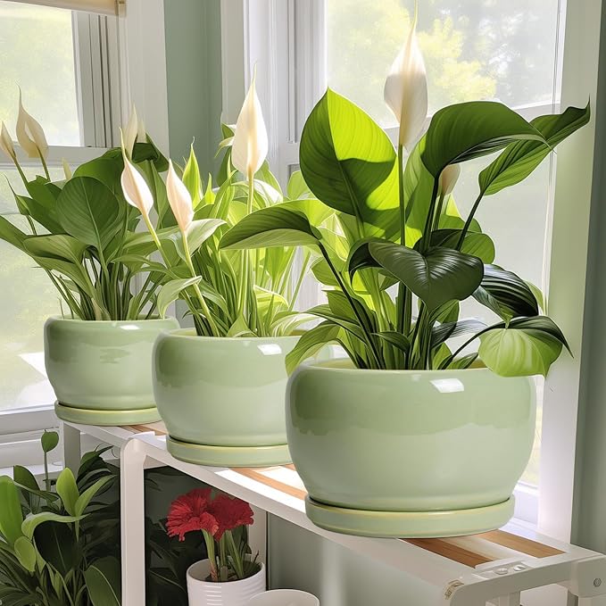 SQOWL Ceramic Planter - Image 6