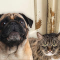 PETPROOF® Cat Scratch-Resistant Weatherstrip and Door Frame Protector by Unknown
