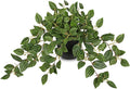 Briful Artificial Potted Plant Indoor, 19.6" Faux Watermelon Peperomia Trailing by Briful