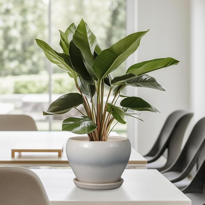 Ceramicfor Planter Pot 6 Inch - Image 8