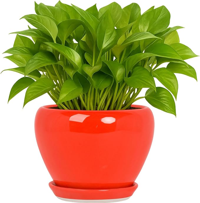 Deep Dream 6 Inch Plant Pots- Ceramic Planter Pot by DeepDream