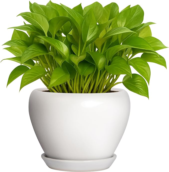 Deep Dream 6 Inch Plant Pot by DeepDream