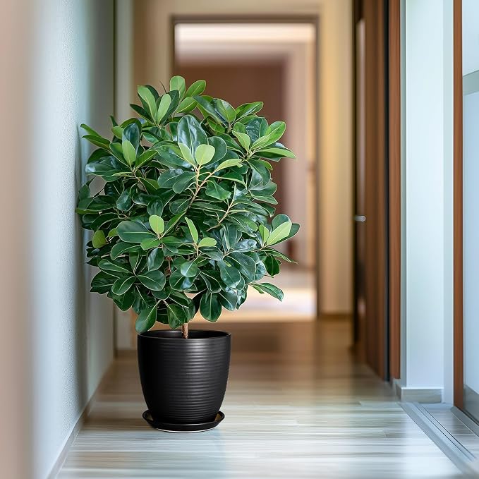 Ceramic Plant Pot 10 Inch - Image 5