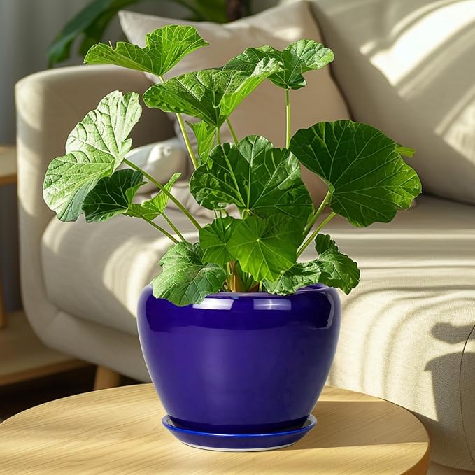 Ceramicfor Ceramic Plant Pot 8 Inch, Planter - Image 4