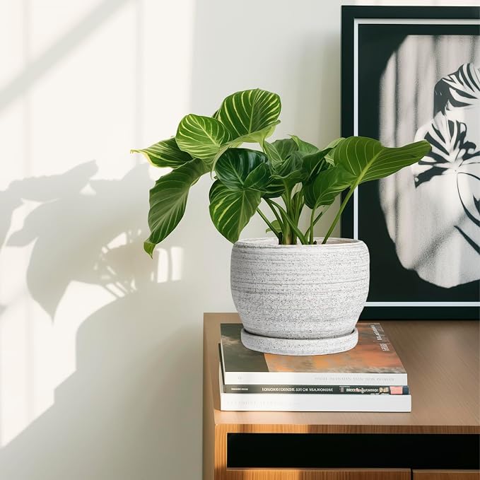 SQOWL Ceramic Planters for Indoor Plants - Image 6