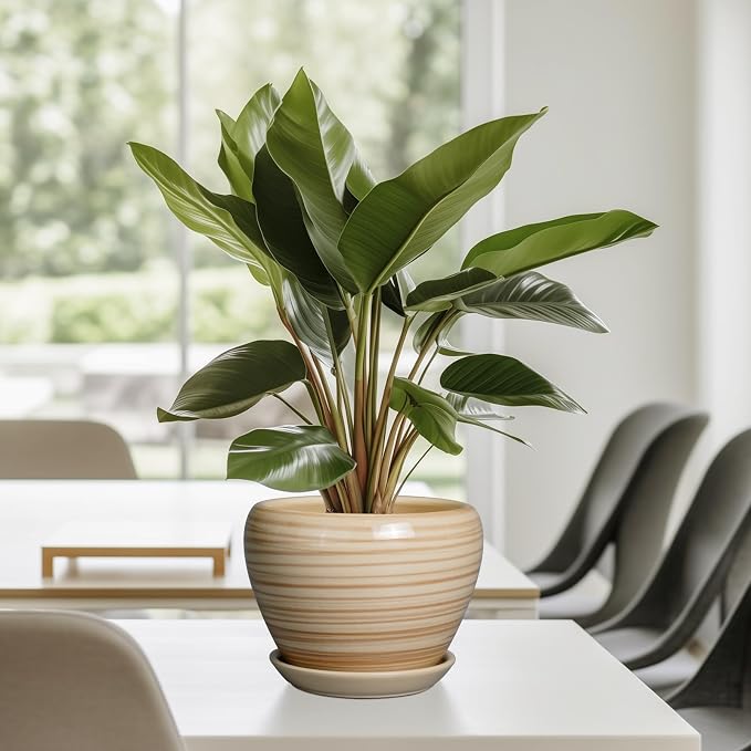 Ceramicfor 6 Inch Plant Pot Ceramic - Image 8