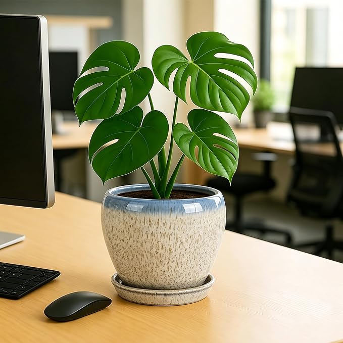 Deep Dream 8 Inch Plant Pots- Ceramic Pots - Image 4