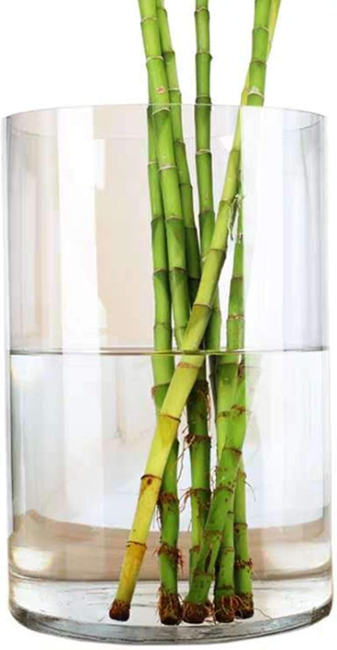 WGV Cylinder Vase, Width 8", Height 12", Floral Container, Planter Terrarium - Image 4